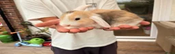 Mini Lop rabbits for sale: Beautiful Mini Lops Litter - Advert 12