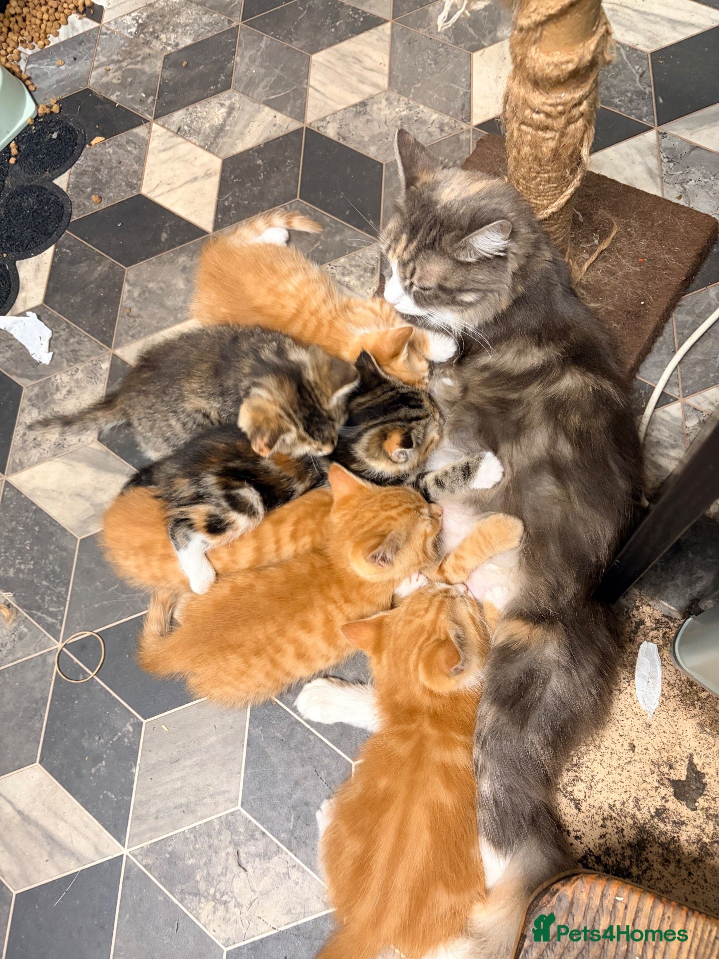 Maine Coon cats Mainecoon cross kittens - Advert 1