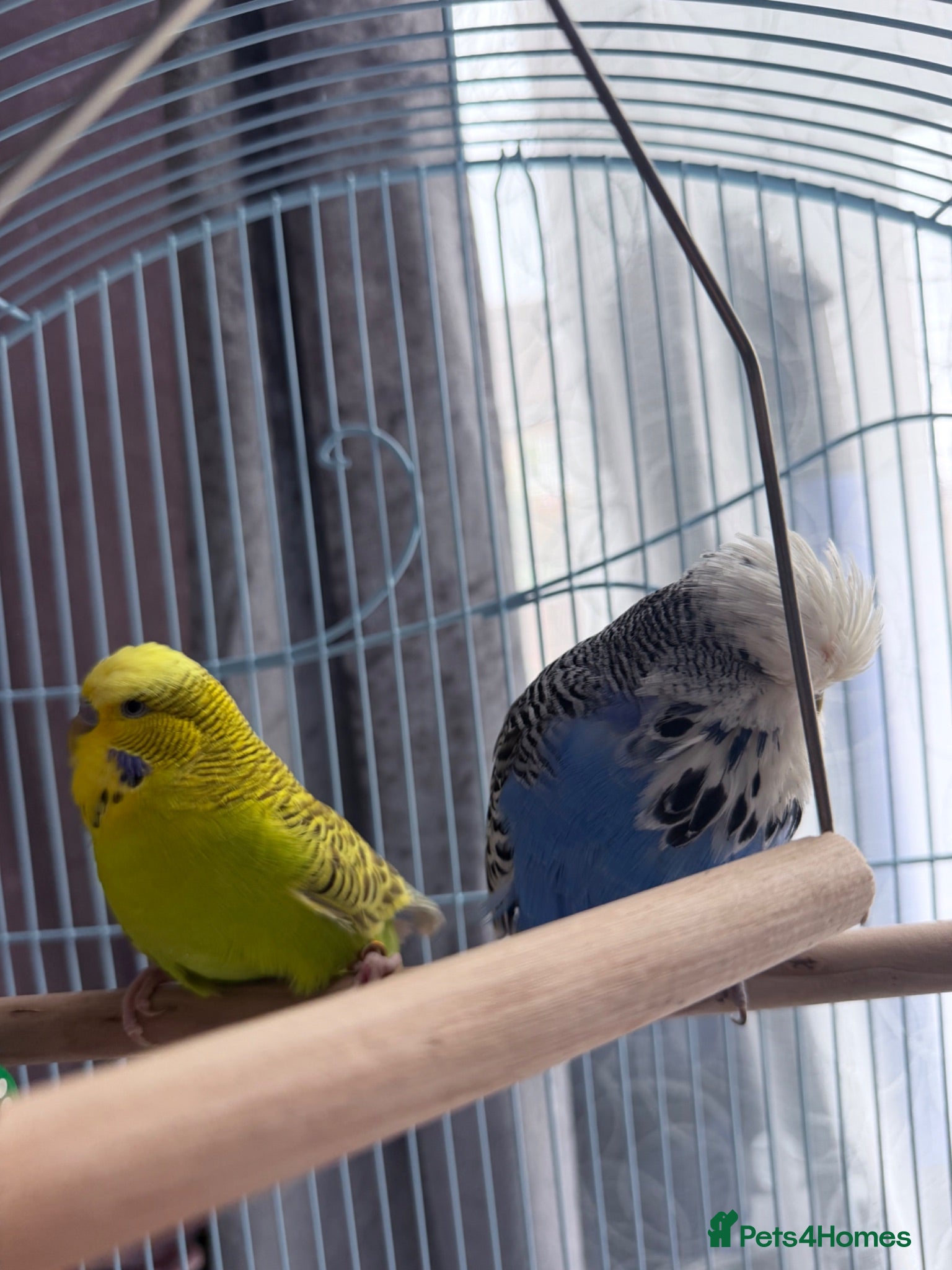 Budgerigars birds Selling 2 Male Budgies + Cage & Accessories 🐦 - Advert 2