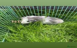 Guinea Pig rodents for sale: Young male and female guinea pigs for sale - Image 1