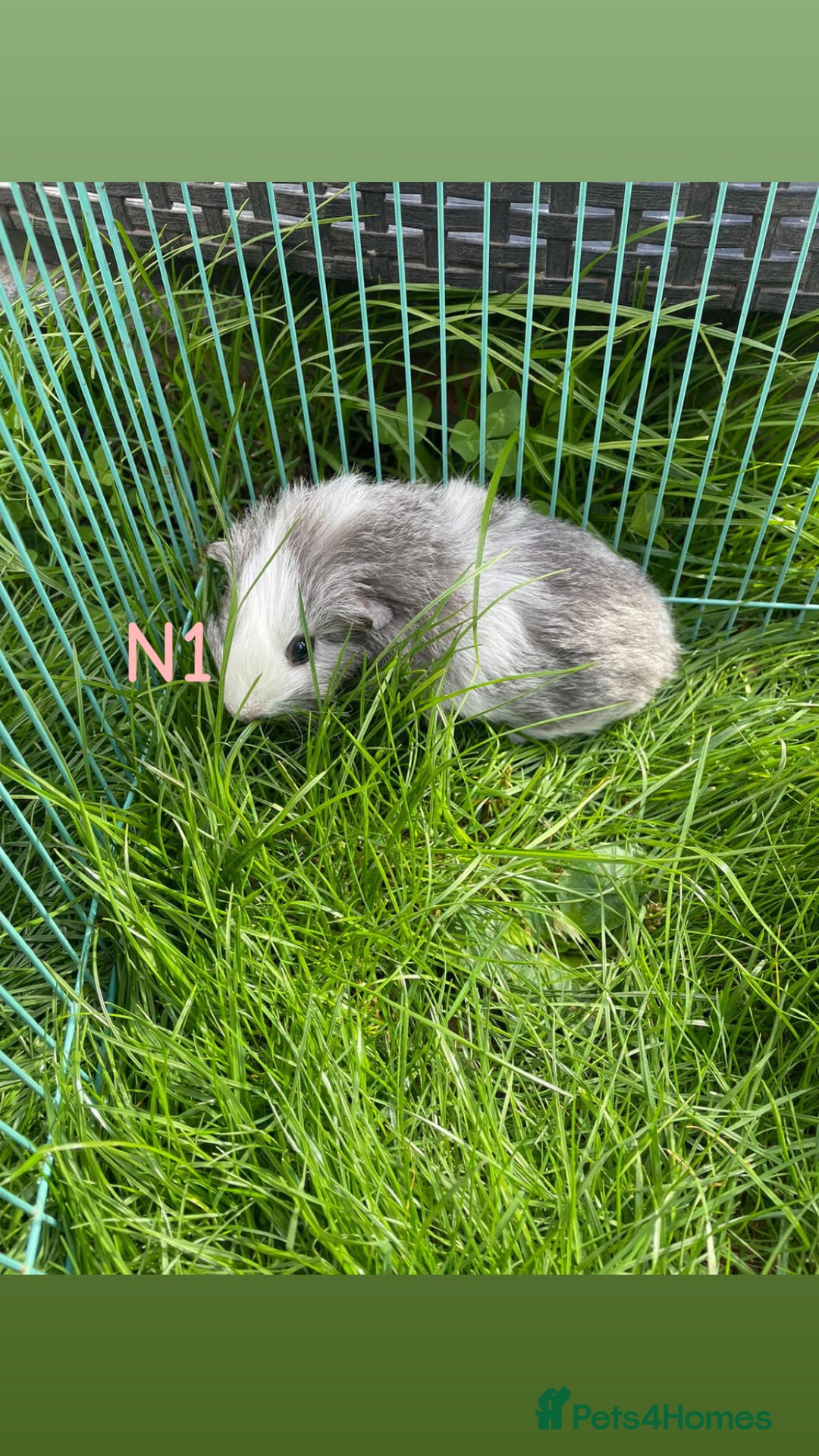 Guinea Pig rodents for sale: Young male and female guinea pigs for sale - Image 1