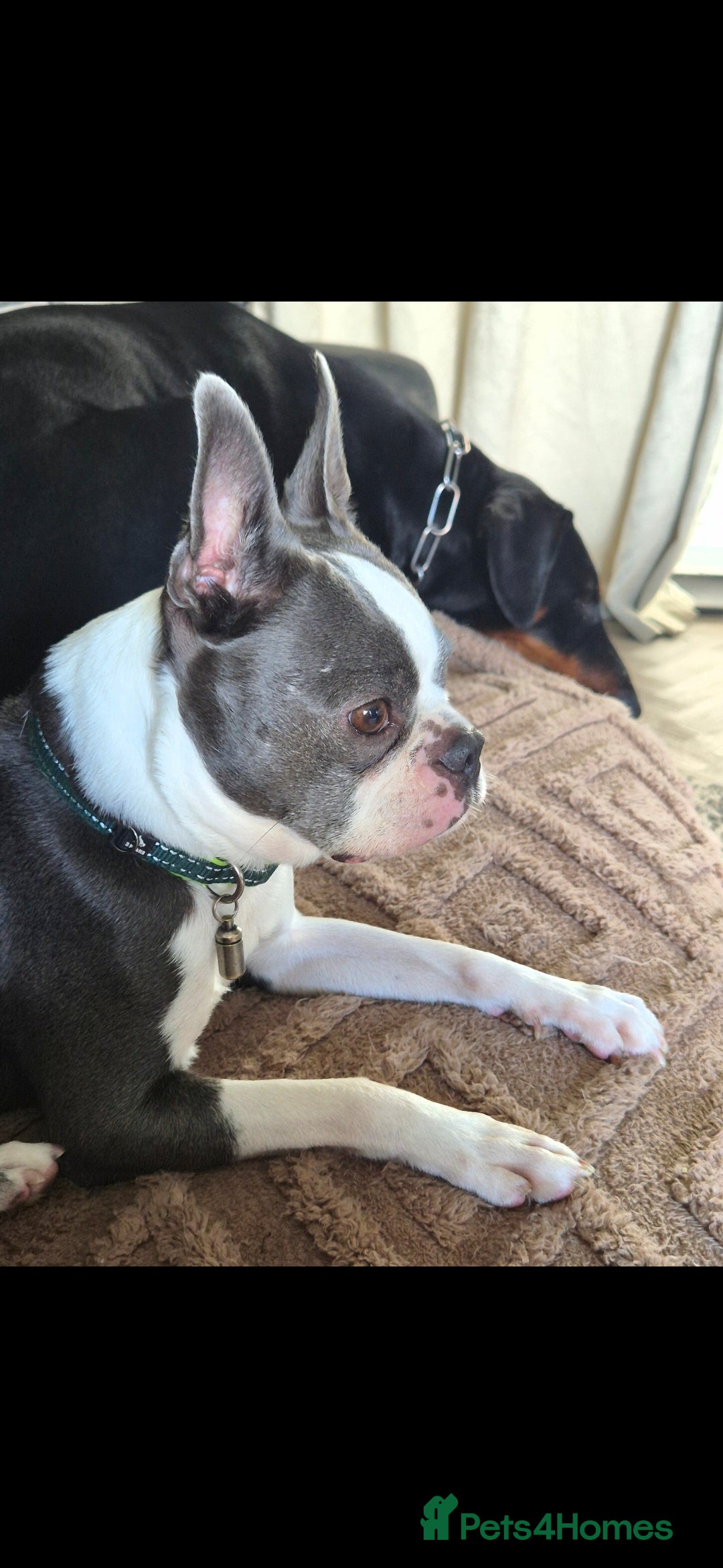 Boston Terrier dogs for sale: Superb litter of boston terriers. - Image 31