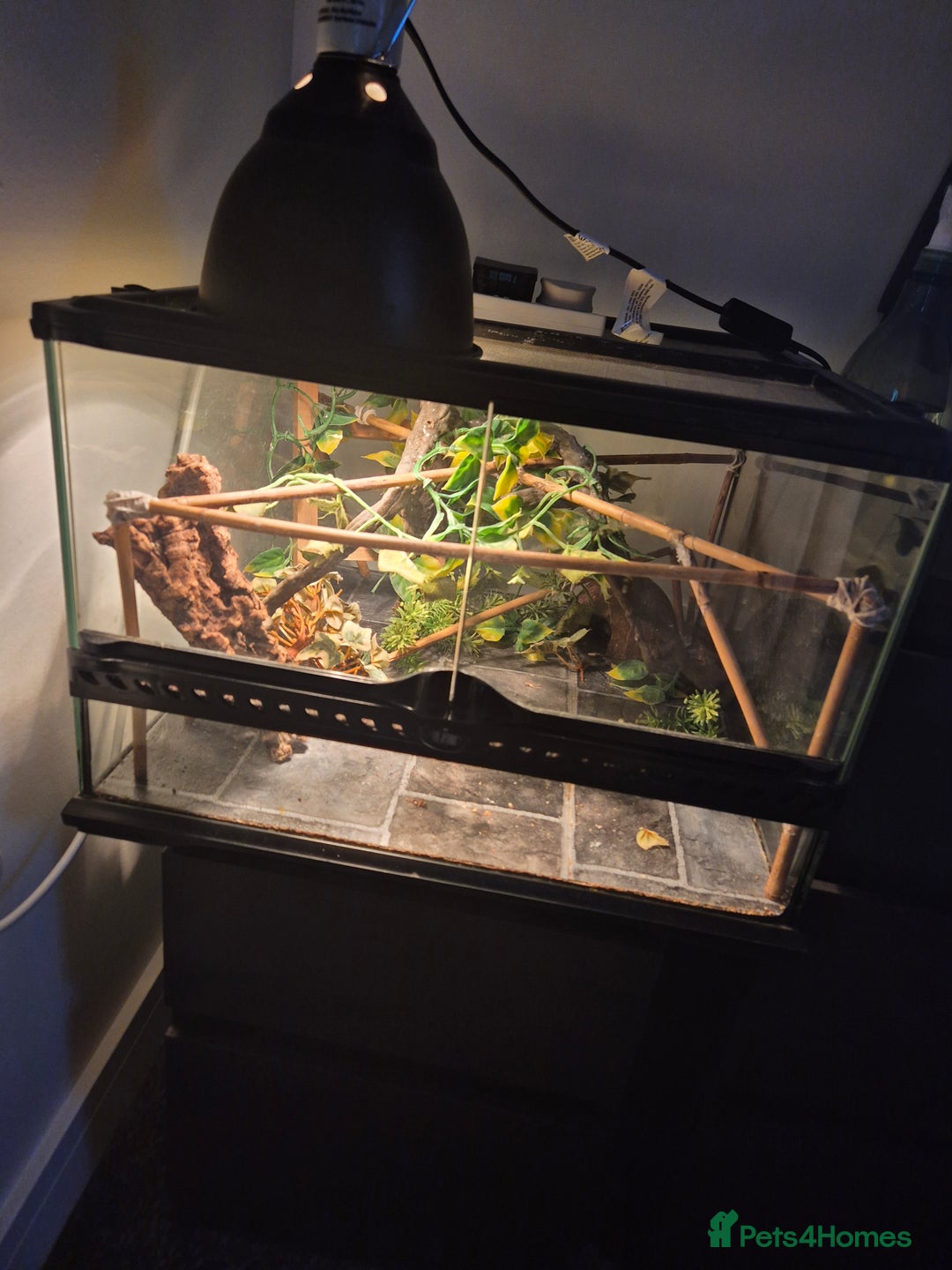Gecko reptiles for sale: Crested gecko - Image 4