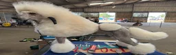 Standard Poodle dogs for stud: White Standard Poodle For Stud - Advert 3