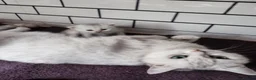 British Longhair cats for sale: BEAUTIFUL BRITISH SHORTHAIR & LONGHAIR KITTENS  - Advert 25