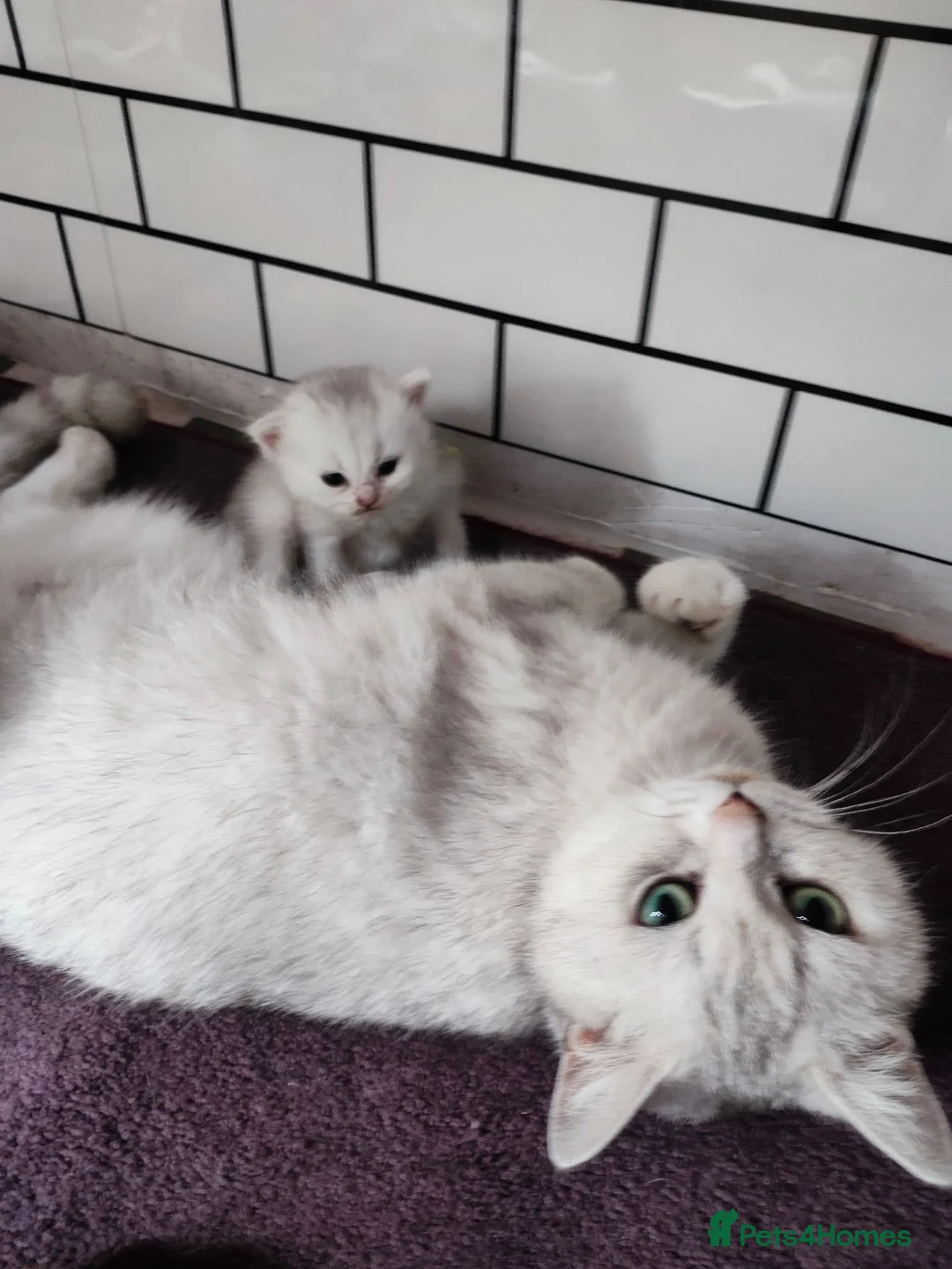 British Longhair cats for sale: BEAUTIFUL BRITISH SHORTHAIR & LONGHAIR KITTENS  - Advert 25