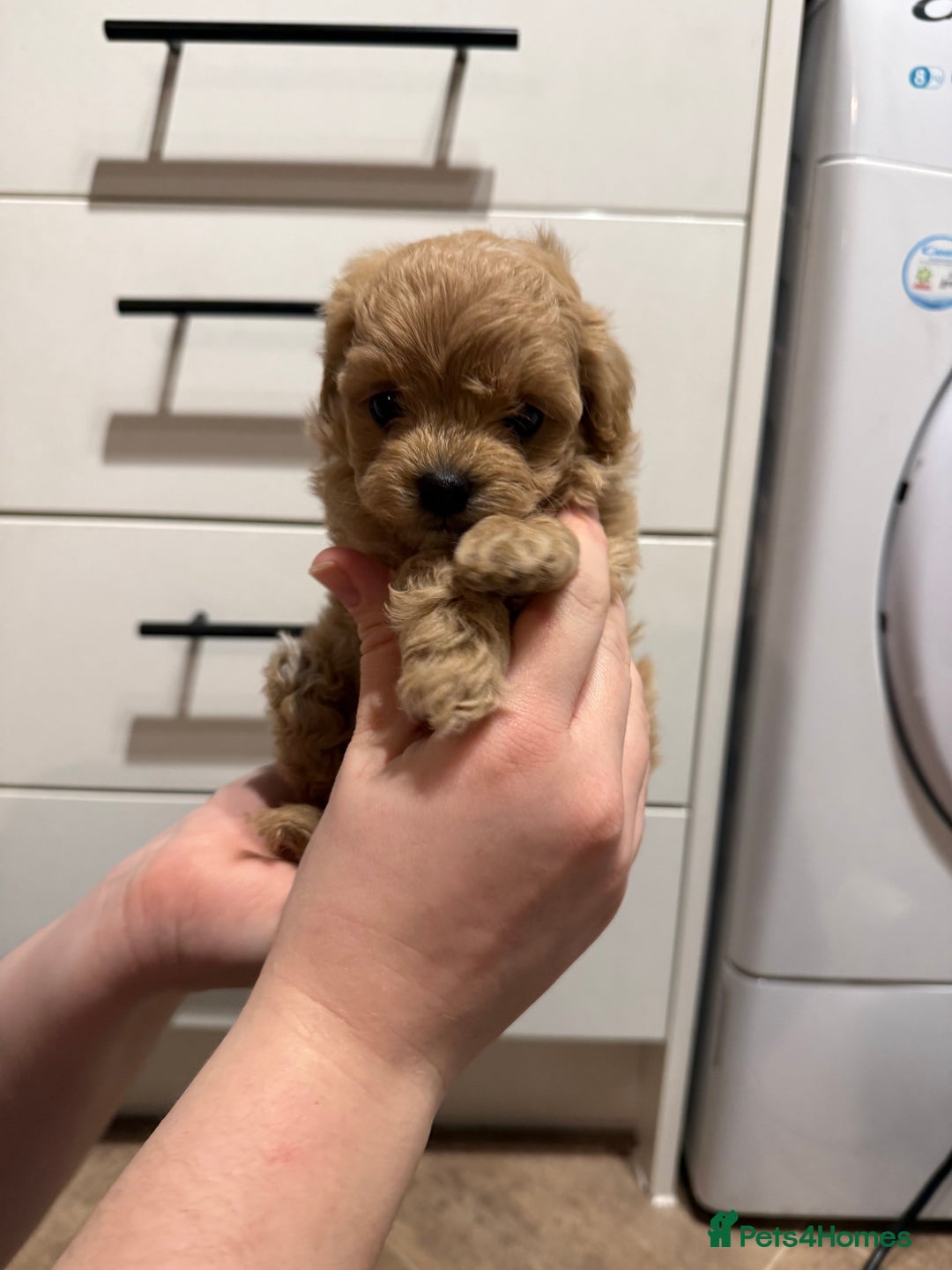 Maltipoo dogs for sale: Beautiful tiny F1 Asian Maltipoo puppies  - Advert 6