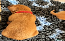 Labrador Retriever dogs for sale: Fox Red Labrador Pups, Health tested parents - Image 13