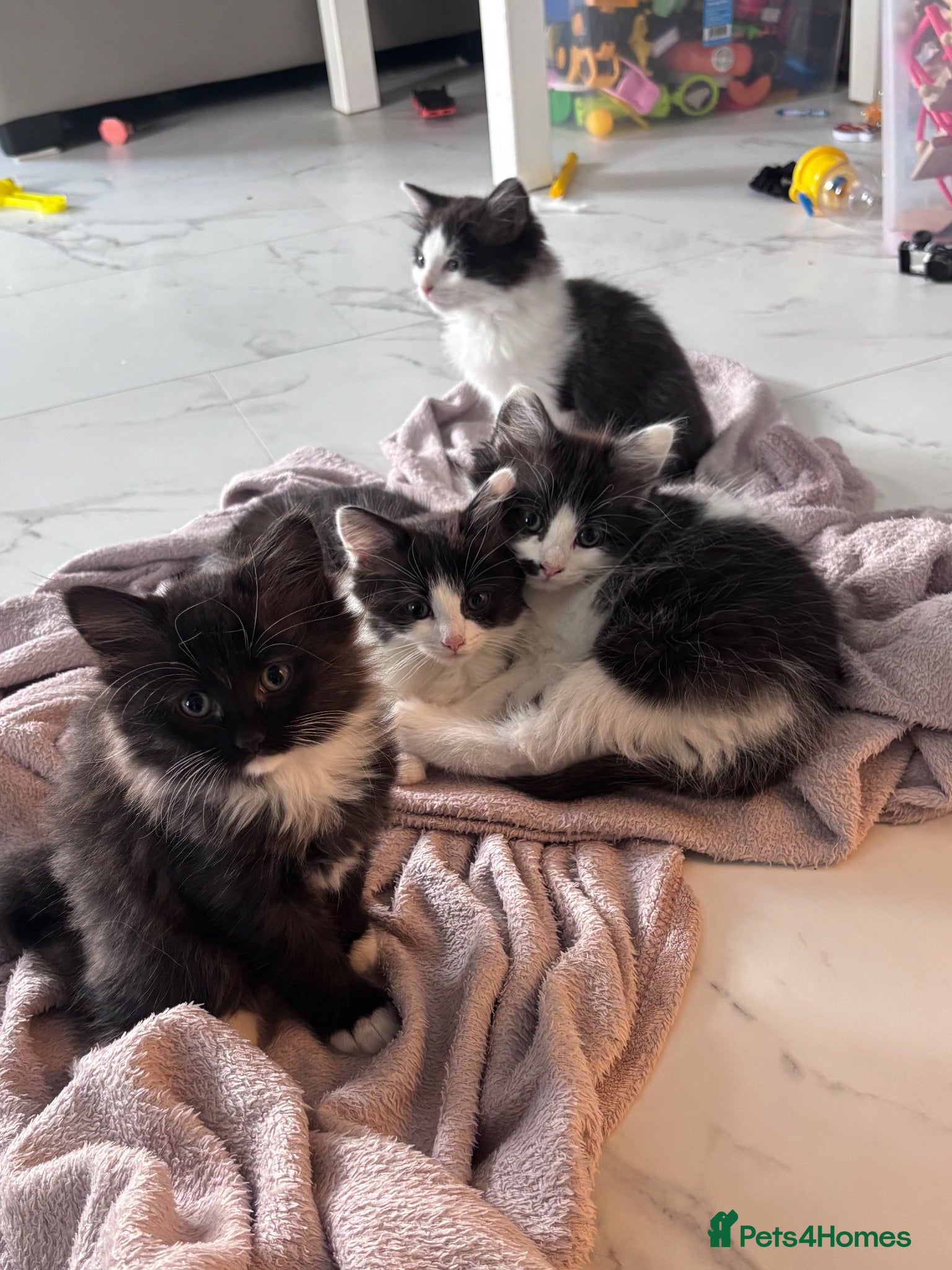 Turkish Angora cats Ragdoll x Turkish angora kittens for sale - Advert 5