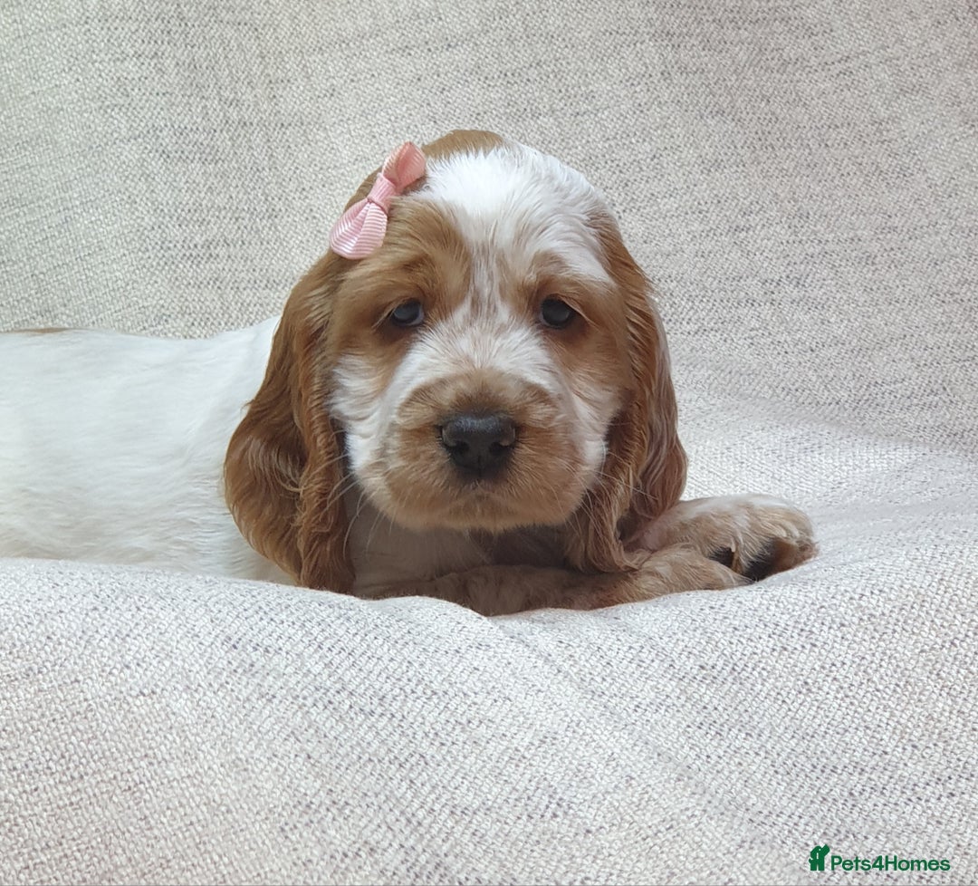 Cocker Spaniel dogs for sale: Show type unique markings cocker spaniel puppies  - Advert 13