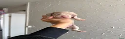 Miniature Dachshund dogs for sale: Beautiful Miniature Dachshund Puppies in Stanford-le-Hope - Advert 8