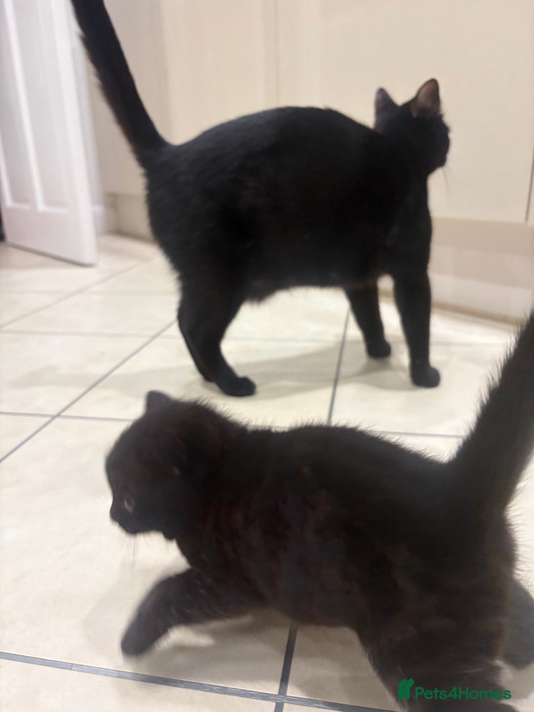 Mixed Breed cats for sale: 4 kittens for sale  - Advert 7