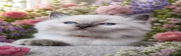 Ragdoll cats for sale: Beautiful Ragdoll boy  - Advert 7