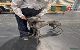 Whippet dogs for sale: Kc bred Blue whippet dog - Image 1