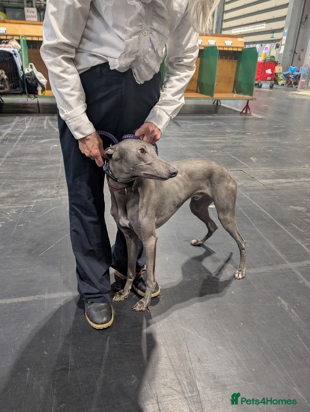 Whippet dogs for sale: Kc bred Blue whippet dog - Image 1