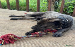 Presa Canario dogs for sale: 5 year old female presa canario  - Image 12