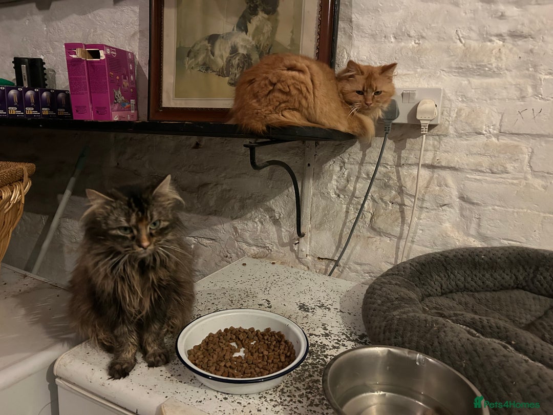 Maine Coon cats for sale: Beautiful Maine Coon X looking for a new home  - Image 5