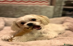 Maltese dogs for stud: MALTESE BOY LOOKING FOR STUD - Image 1
