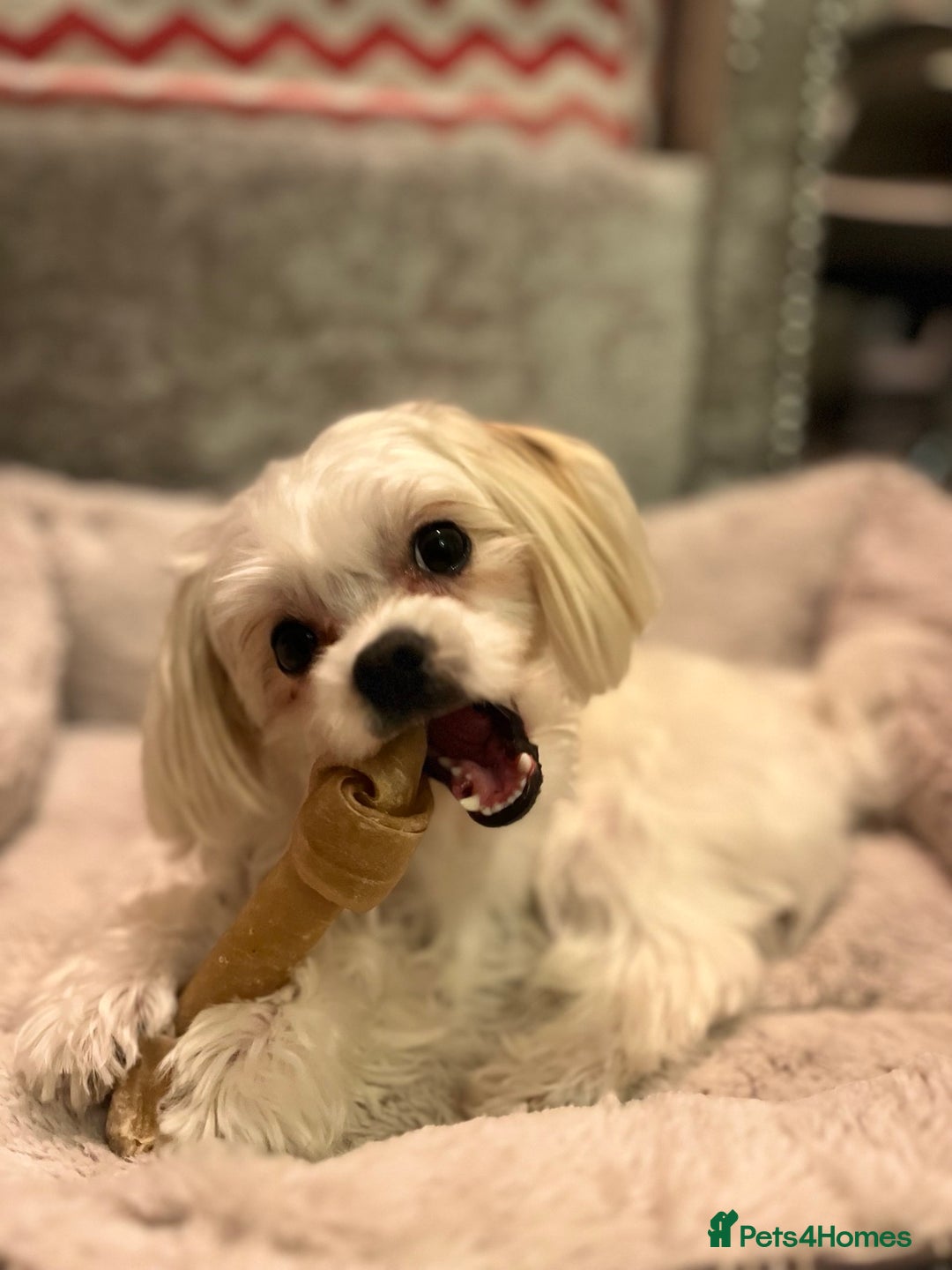 Maltese dogs for stud: MALTESE BOY LOOKING FOR STUD - Image 1