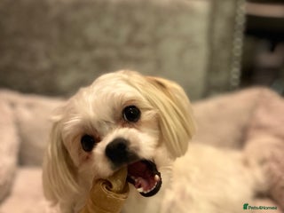 Maltese dogs - Advert 4