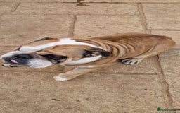 English Bulldog dogs for sale: 2 KC Breeding Bitches - Image 10