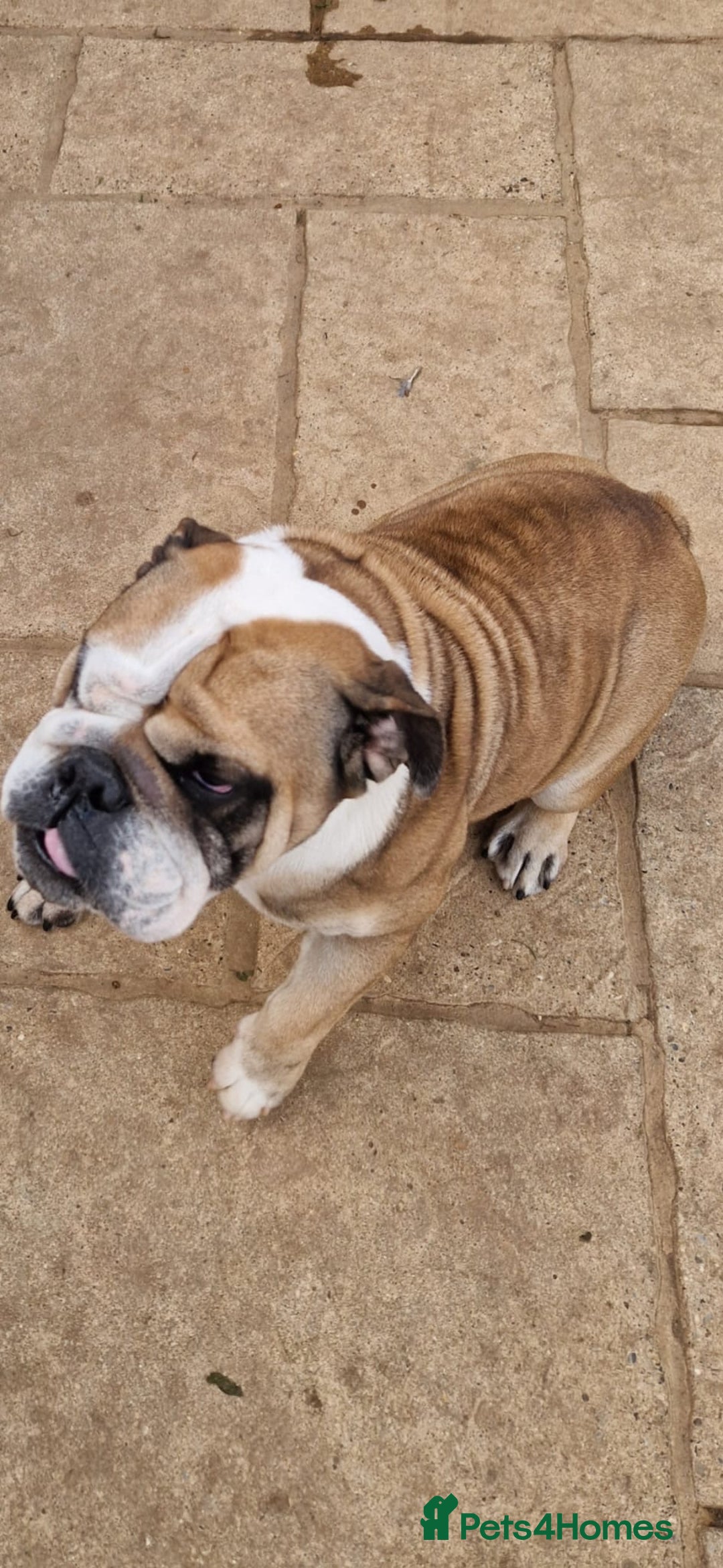 English Bulldog dogs for sale: 2 KC Breeding Bitches - Image 10