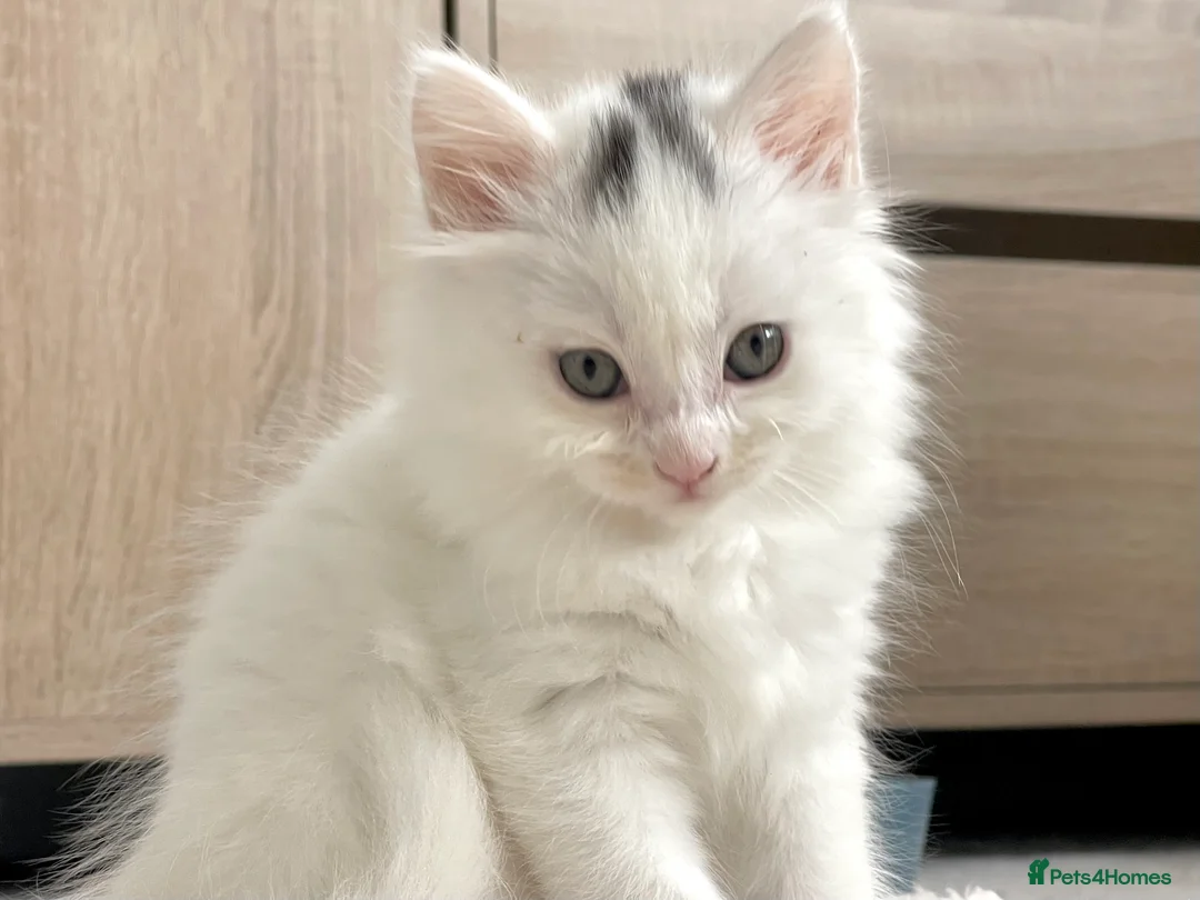 British Shorthair cats for sale: Stunning litter of white kittens  - Advert 2