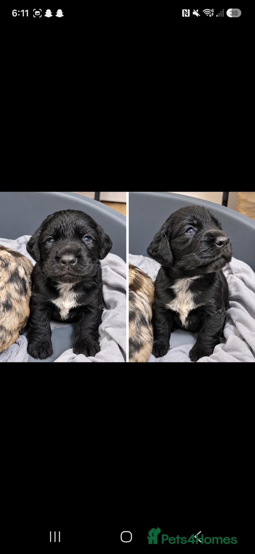 Cockapoo dogs for sale: Cockapoo pups  - Advert 3