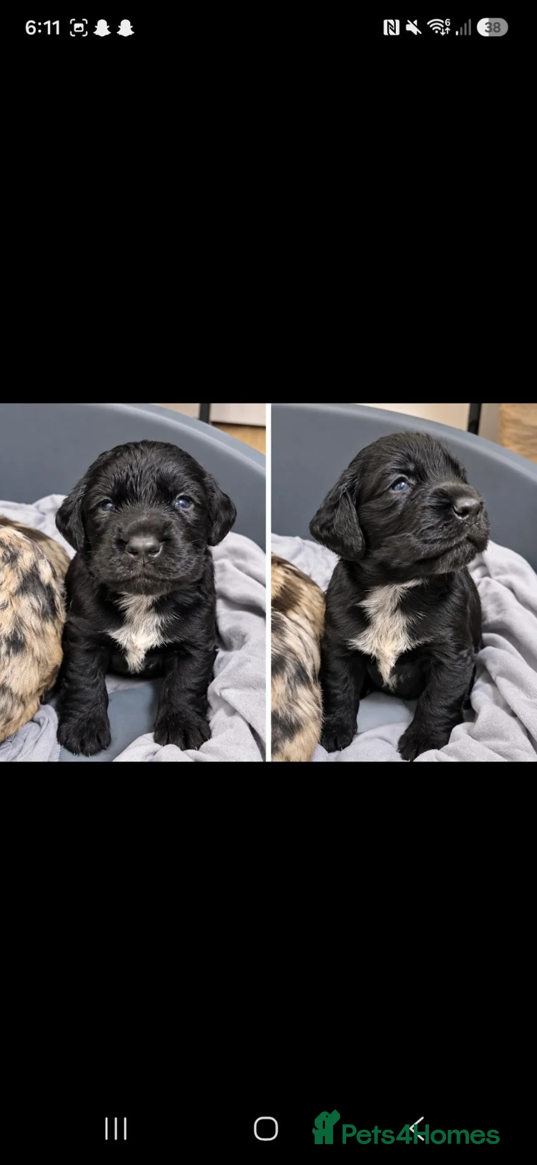 Cockapoo dogs for sale: Cockapoo pups  in Shildon - Advert 2
