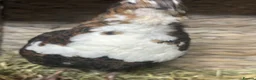 Quail poultry for sale: MALE QUAIL FOR SALE in Newtownards - Advert 8