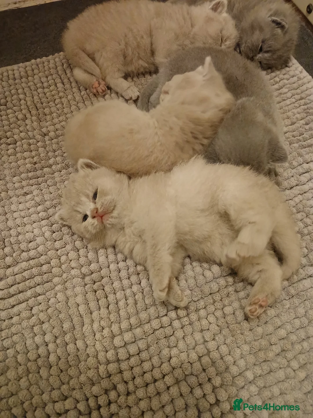British Shorthair cats for sale: British shorthair kittens  - Advert 2