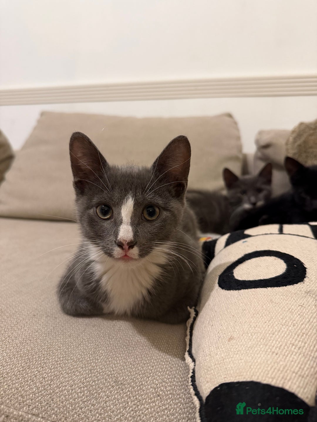 Mixed Breed cats for sale: 2 sweet natured and playful kittens for sale - Image 4