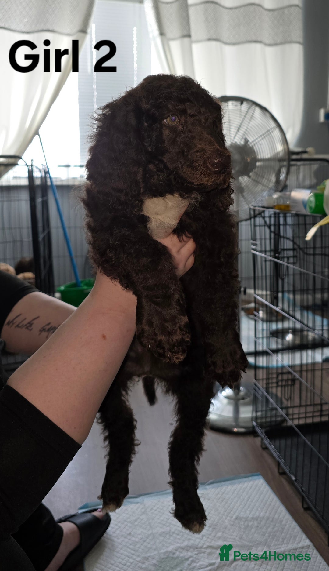 Standard Poodle dogs for sale: Standard Poodle Puppies READY TO LEAVE NOW  - Image 17
