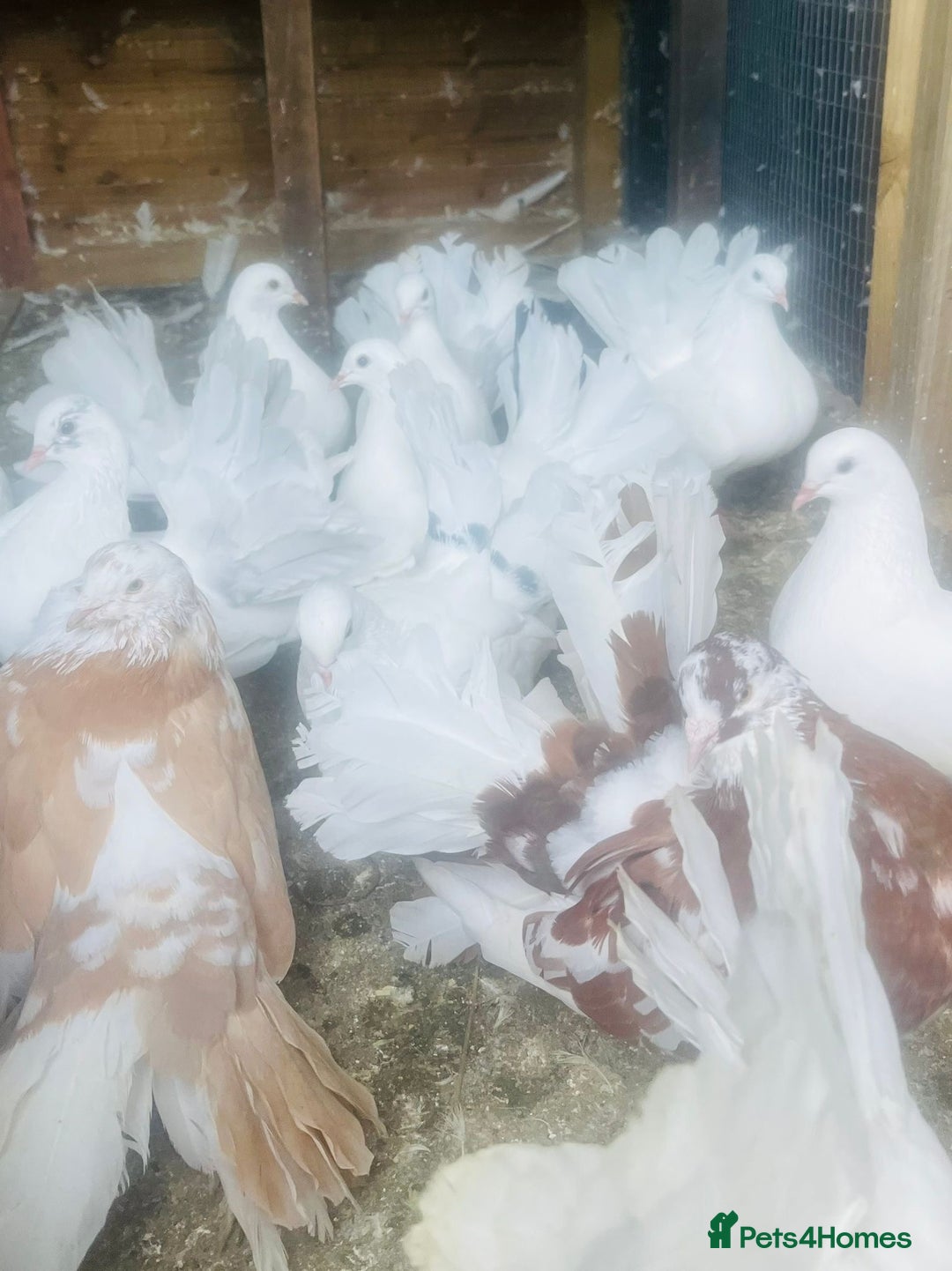 Pigeons birds for sale: Fan tail pigeons  - Image 1