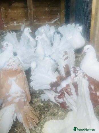 Pigeons birds - Advert 16