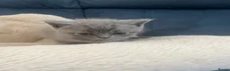 British Shorthair cats for sale: Beautiful litter of British short hair kittens - Advert 11