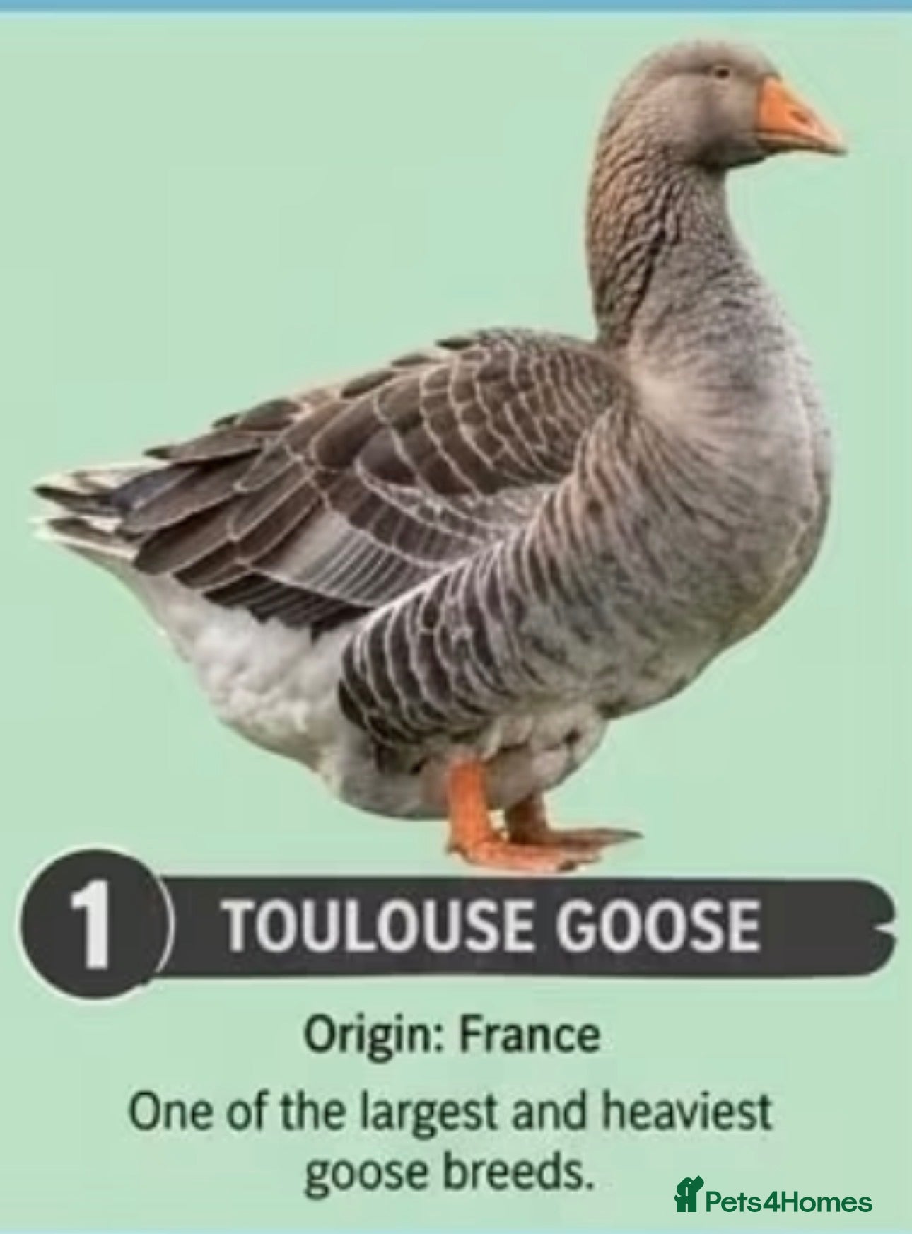 Geese poultry for sale: goose - Advert 17