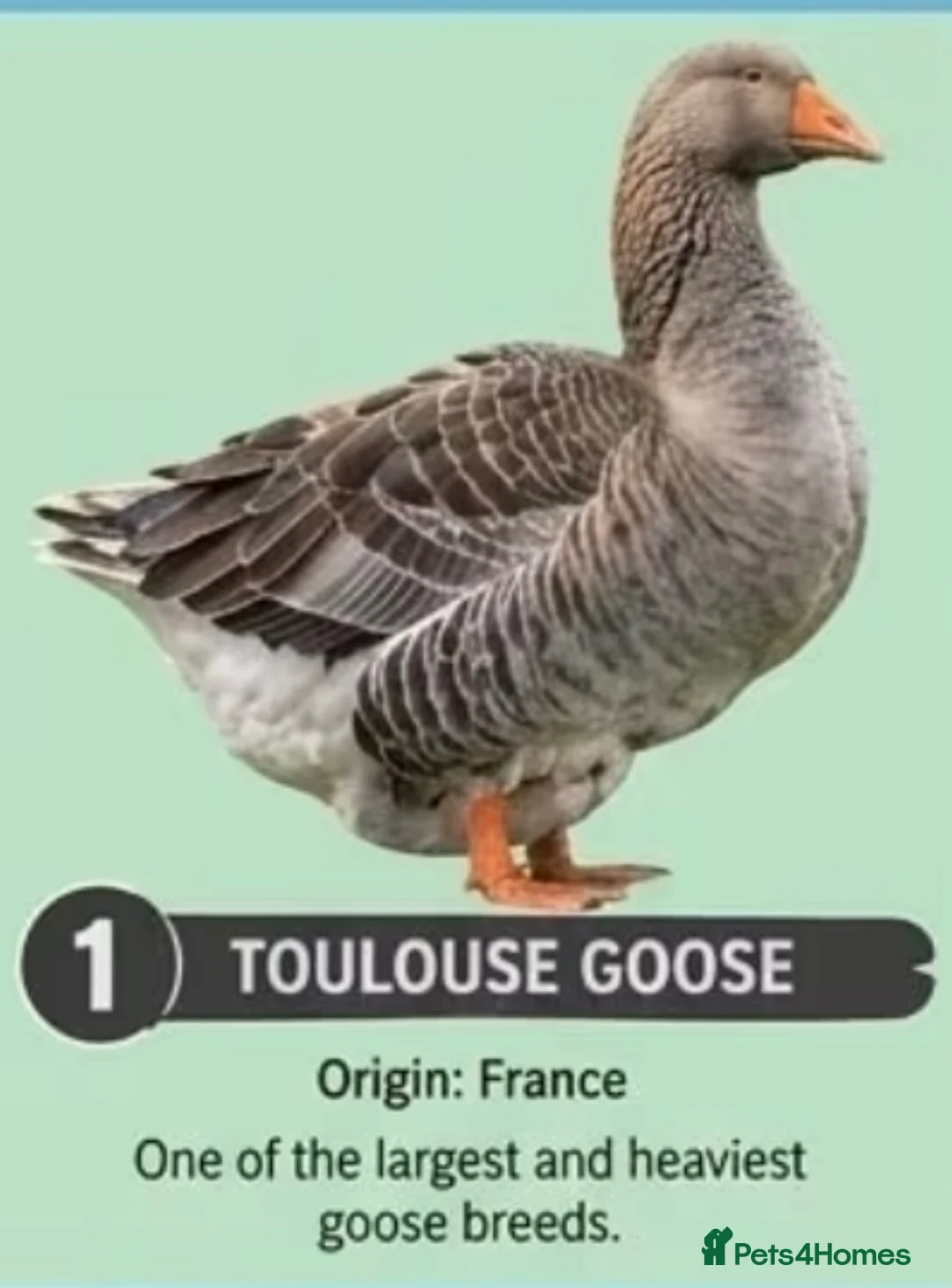 Geese poultry for sale: goose in Bolton - Advert 1