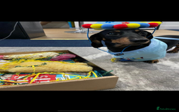 Miniature Dachshund dogs for stud: Pra Clear Black & Tan Mini Dachshund For Stud in Redhill - Image 2
