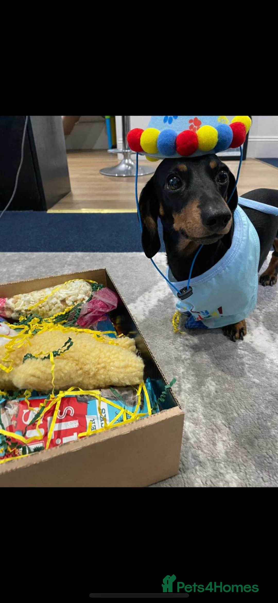 Miniature Dachshund dogs for stud: Pra Clear Black & Tan Mini Dachshund For Stud in Redhill - Image 2