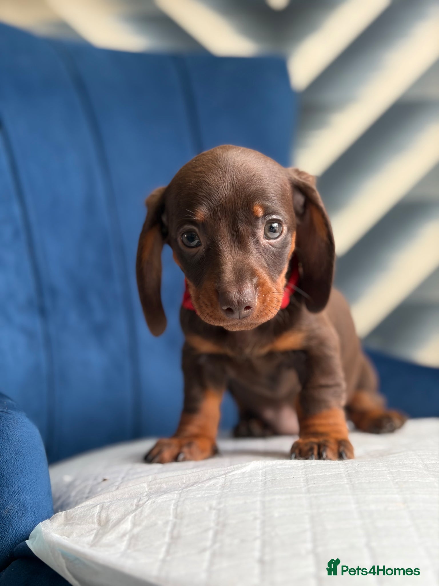 Miniature Dachshund dogs Miniature Dachshunds 8 weeks old Ready to leave  - Advert 2