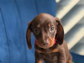 Miniature Dachshund dogs Miniature Dachshunds 8 weeks old Ready to leave - Advert 2