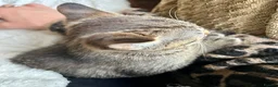 Bengal cats for sale: Glittery Bengal X With Famous References! - Advert 16