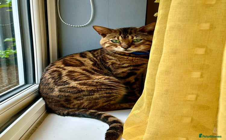 Bengal cats - Advert 3