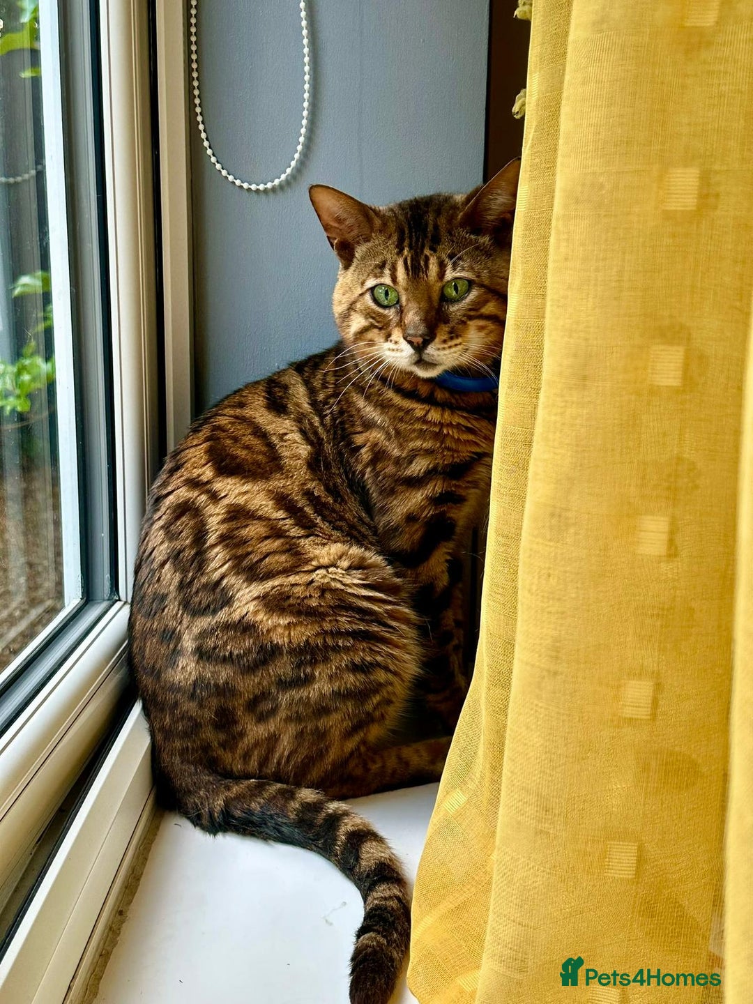 Bengal cats for sale: Beans big bengal boy - Image 1