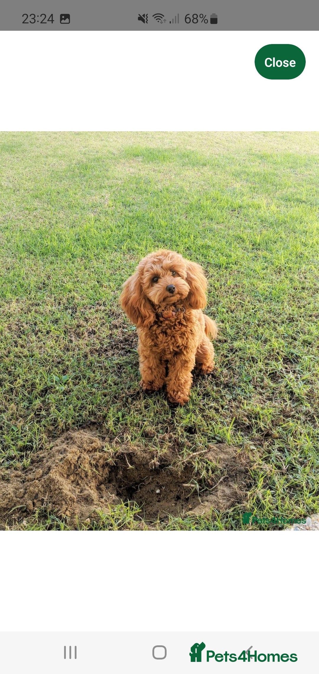 Cockapoo dogs for sale: Cockapoo female - Image 10