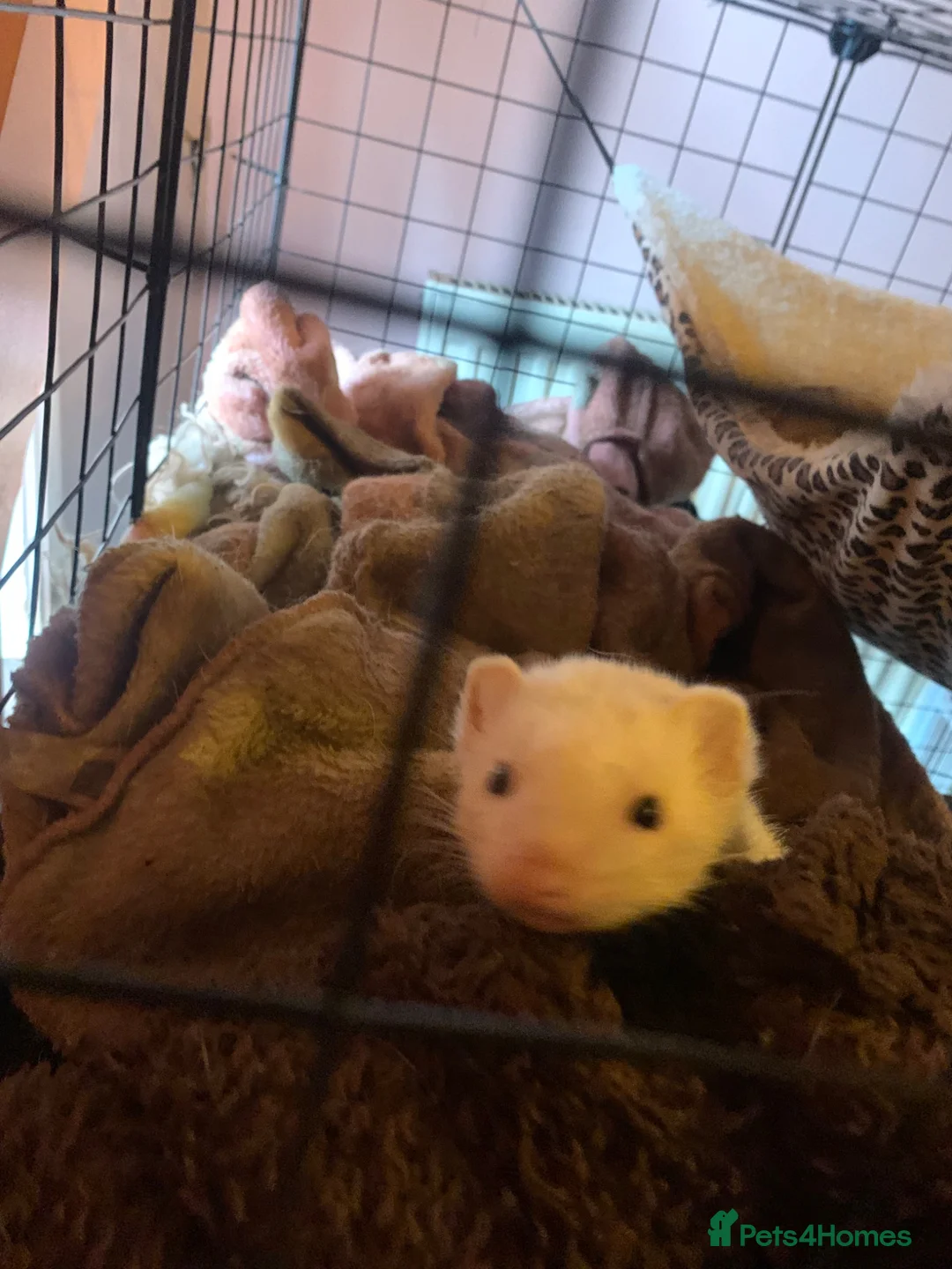 Ferret rodents for sale: Baby ferret in Barton-upon-Humber - Advert 2