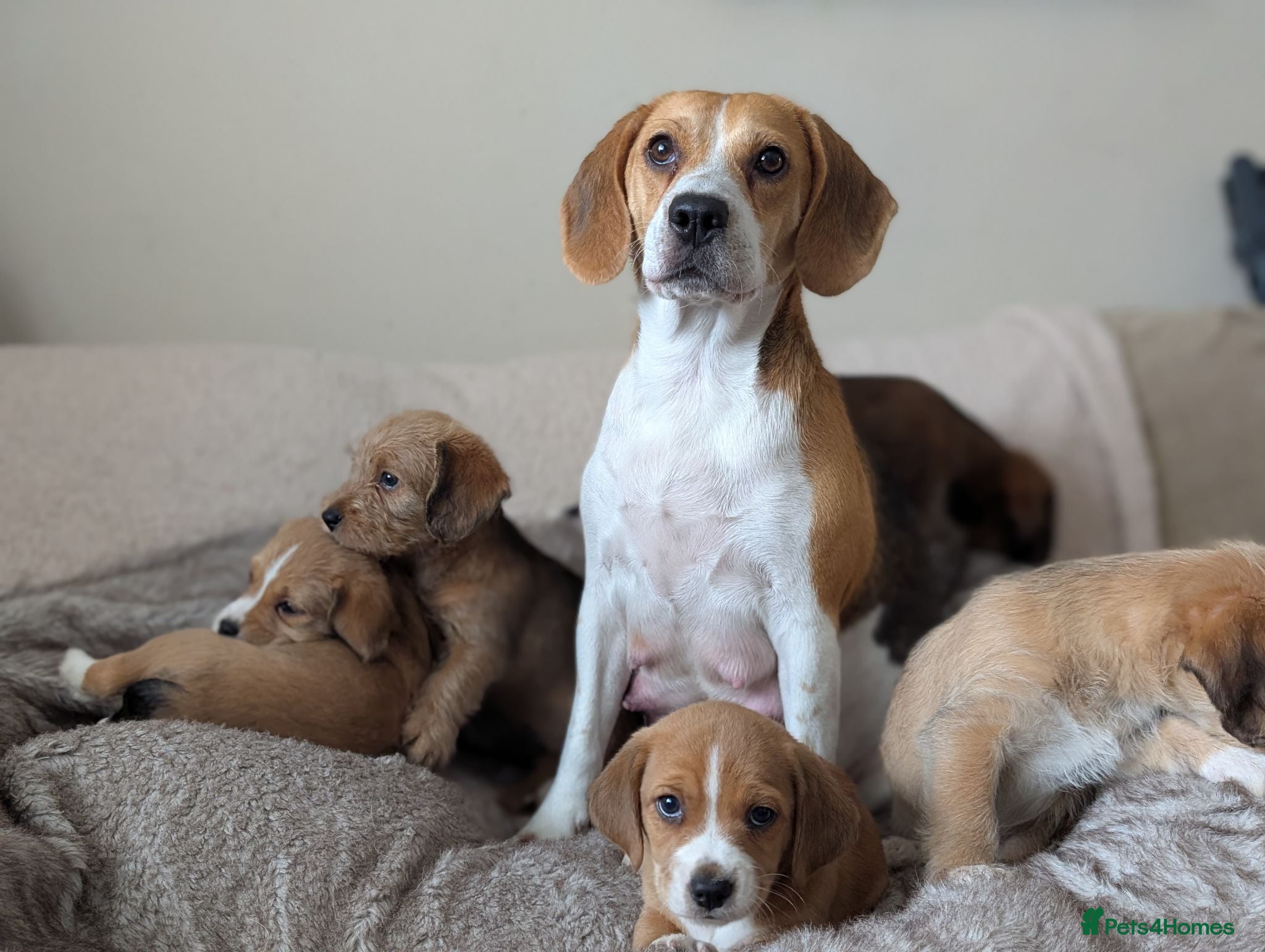 Mixed Breed dogs Beagle cross shih tzu  - Advert 2