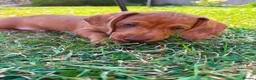 Miniature Dachshund dogs for sale: Beautiful Miniature Dachshunds 🐾 - Advert 14