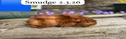 Guinea Pig rodents for sale: Gorgeous baby and young guinea pigs ready now - Advert 14